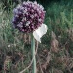Allium ampeloprasum Blüte