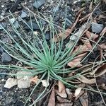 Asphodeline lutea Habit