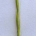 Festuca myuros Flower