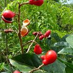 Paullinia elegans Fruit