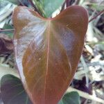 Anthurium andraeanum Leaf