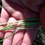 Eragrostis elongata ഇല