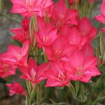 Gladiolus carmineus Flor