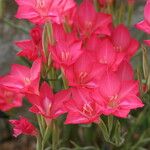 Gladiolus carmineus