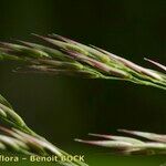 Calamagrostis canescens Άλλα