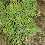 Paeonia californica Агульны выгляд