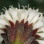 Chaenactis stevioides Fleur