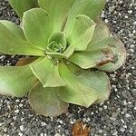 Aeonium nobile 葉