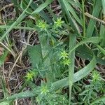 Galium maritimum Leaf