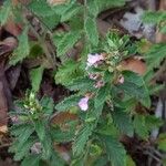 Teucrium chamaedrys Liść