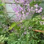 Thalictrum delavayi Кветка