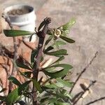 Jatropha dioica Ліст