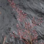 Agrostis pilosula 花