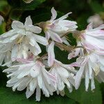 Deutzia crenata Květ