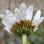 Leucanthemum adustum Fleur