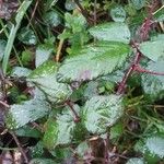 Rubus albiflorus Rinde