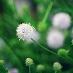 Succisella inflexa Flower