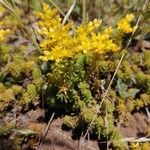 Sedum sexangulareFlor