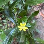 Ixanthus viscosus Flower