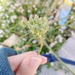 Daucus rouyiBlomma