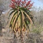 Aloe vaotsanda Hábito