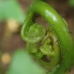 Macrothelypteris torresiana Yaprak