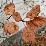 Cotinus coggygria Leaf