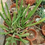 Orbea variegata List