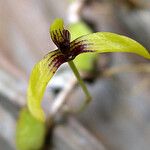 Bulbophyllum ngoyense Virág