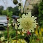 Cephalaria gigantea Kwiat