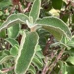 Cistus creticus Leaf