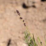 Eragrostis elongata عادت داشتن