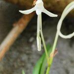 Jumellea comorensis Flower