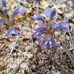 Orobanche nana Flor
