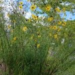 Helianthus salicifolius ശീലം