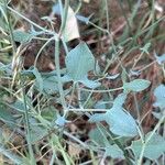 Rumex induratus পাতা