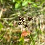 Luzula campestris Flower