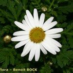 Argyranthemum broussonetii Квітка