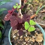 Oxalis hedysaroides Leaf