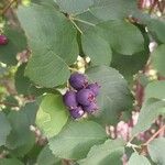 Amelanchier alnifolia Fruit