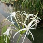 Hymenocallis littoralis Blatt