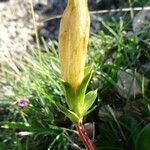 Gentiana occidentalis 花