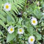 Erigeron annuusЦветок