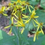 Senecio ovatusFiore