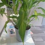 Spathiphyllum floribundum Folha