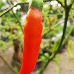 Capsicum baccatum Fruit