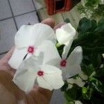 Catharanthus roseusЦветок