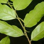 Casearia arborea Hoja