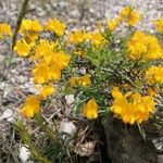 Genista pilosa Plante entière