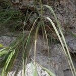 Achnatherum calamagrostis Fuelha